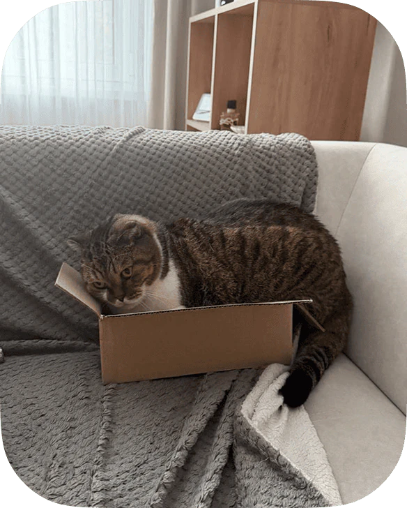 A tabby cat curled up in a cardboard box